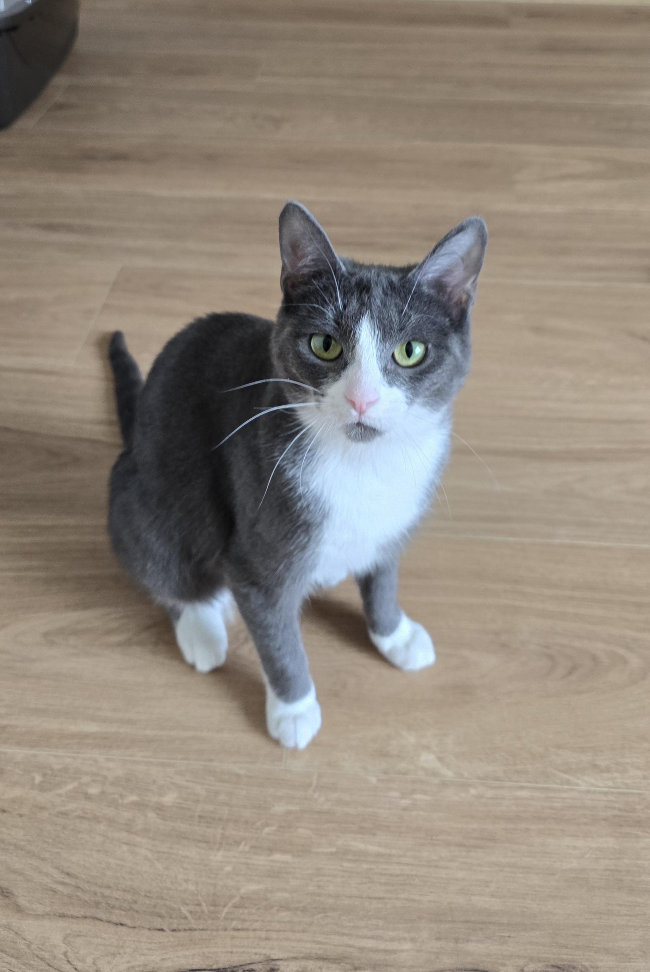 Enlarge Fifi, a ADOPTABLE Domestic Short Hair in Fargo, ND image 4/4