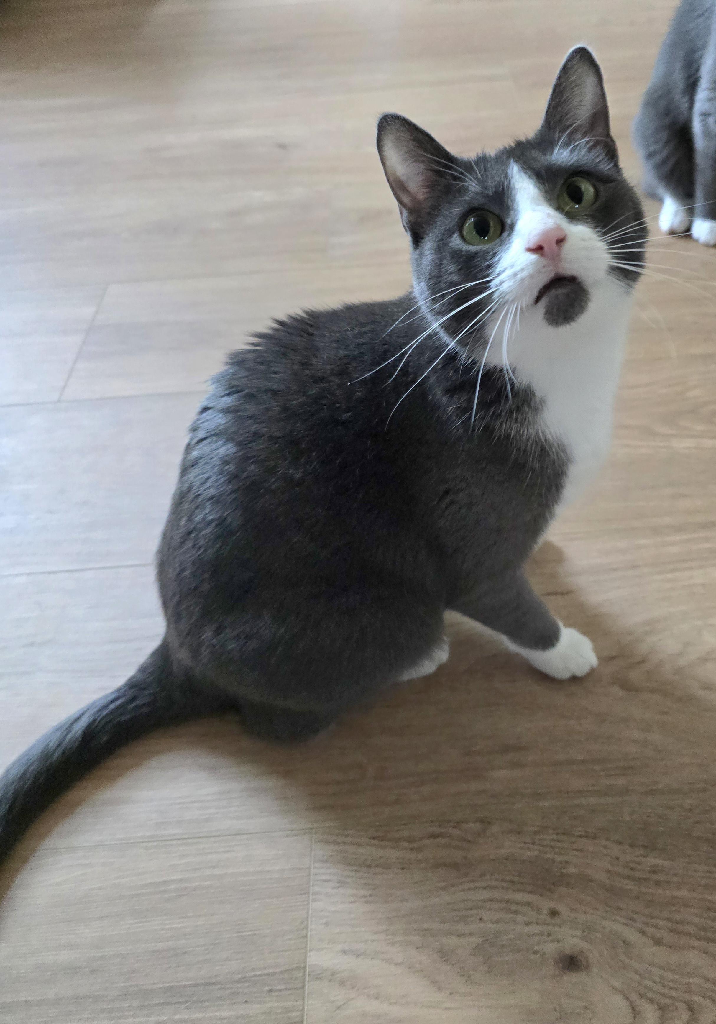 Enlarge Fifi, a Adoptable Domestic Short Hair in Fargo, ND image 3/4