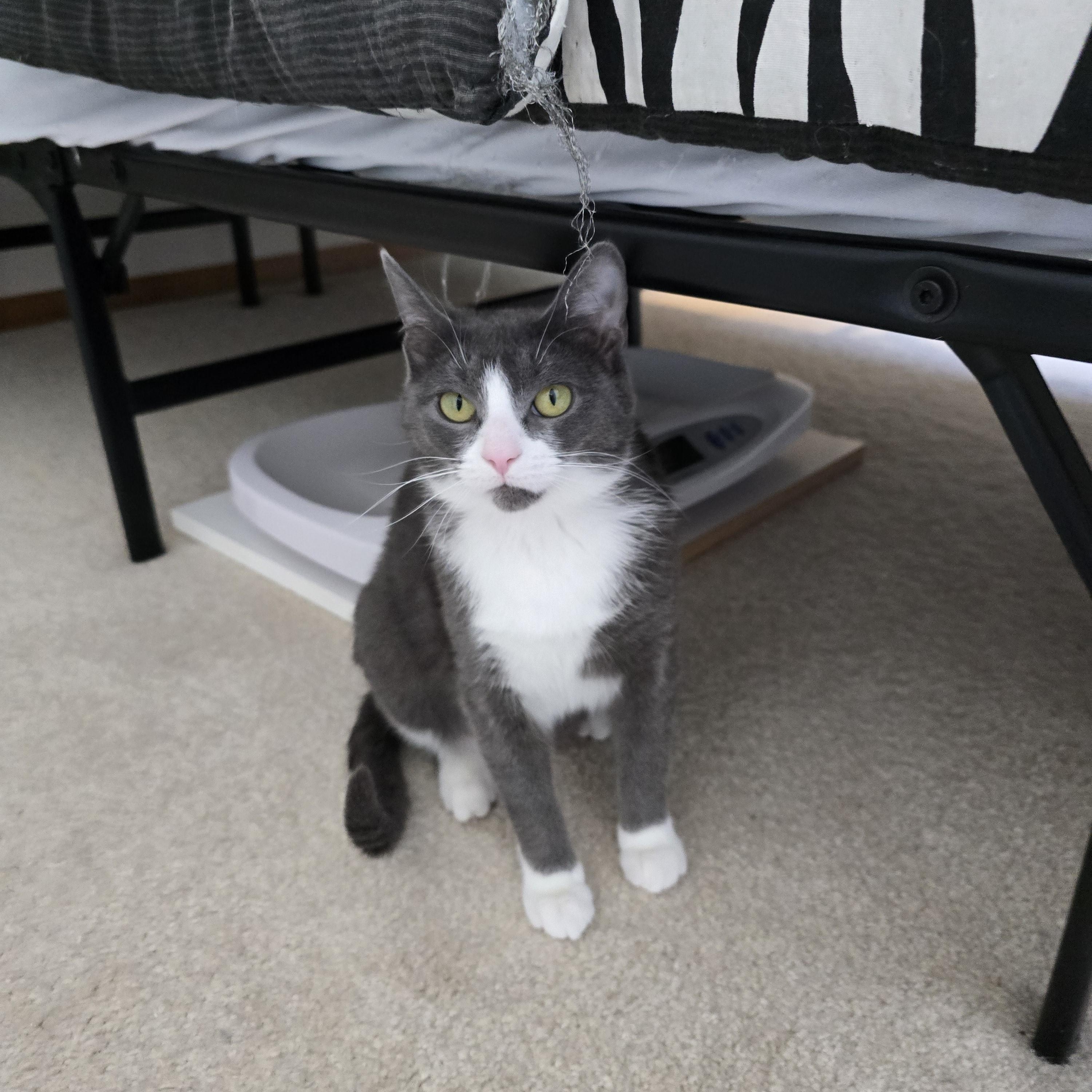 Enlarge Fifi, a ADOPTABLE Domestic Short Hair in Fargo, ND image 2/4