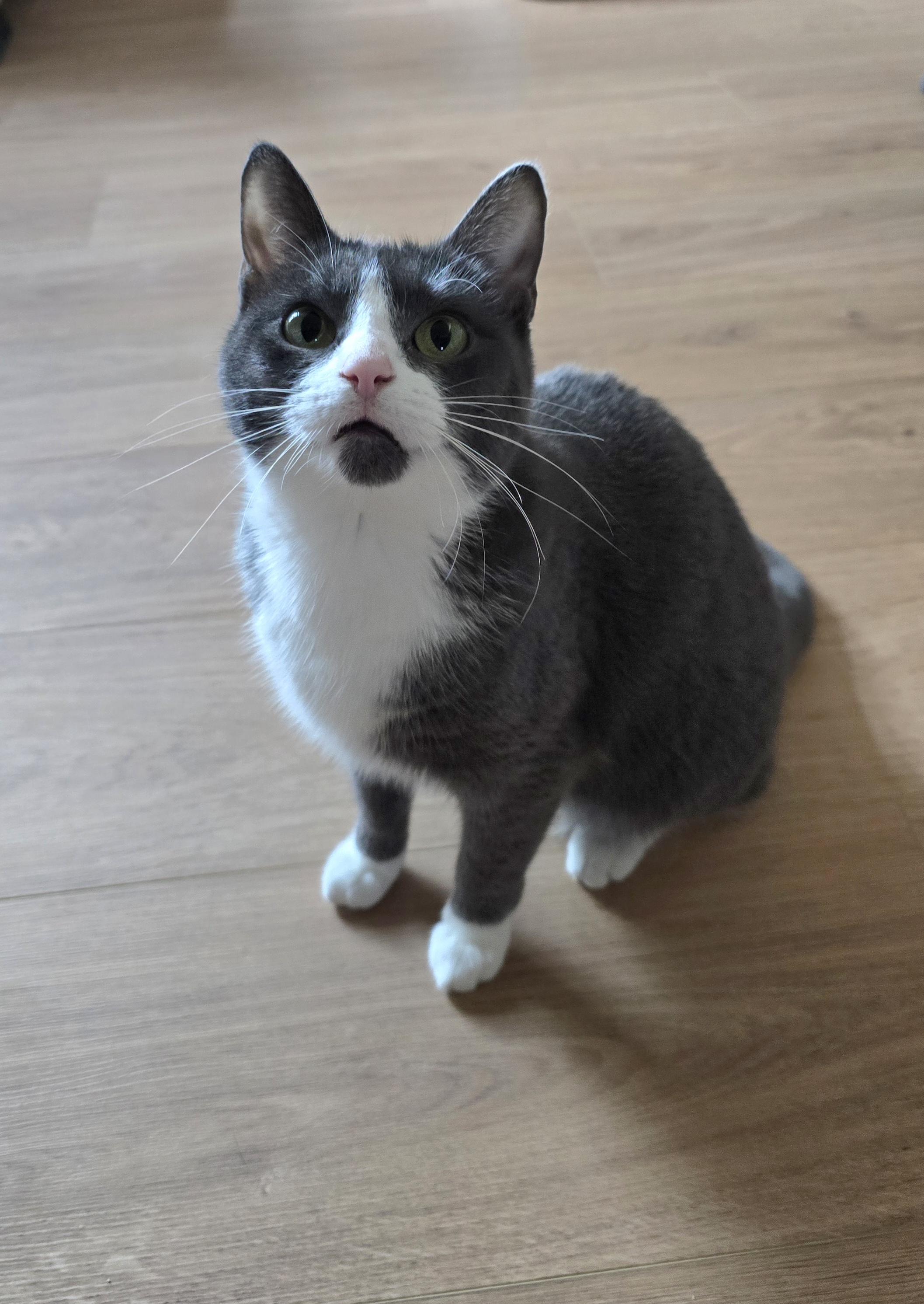 Fifi, Adoptable, Young Female Domestic Short Hair.