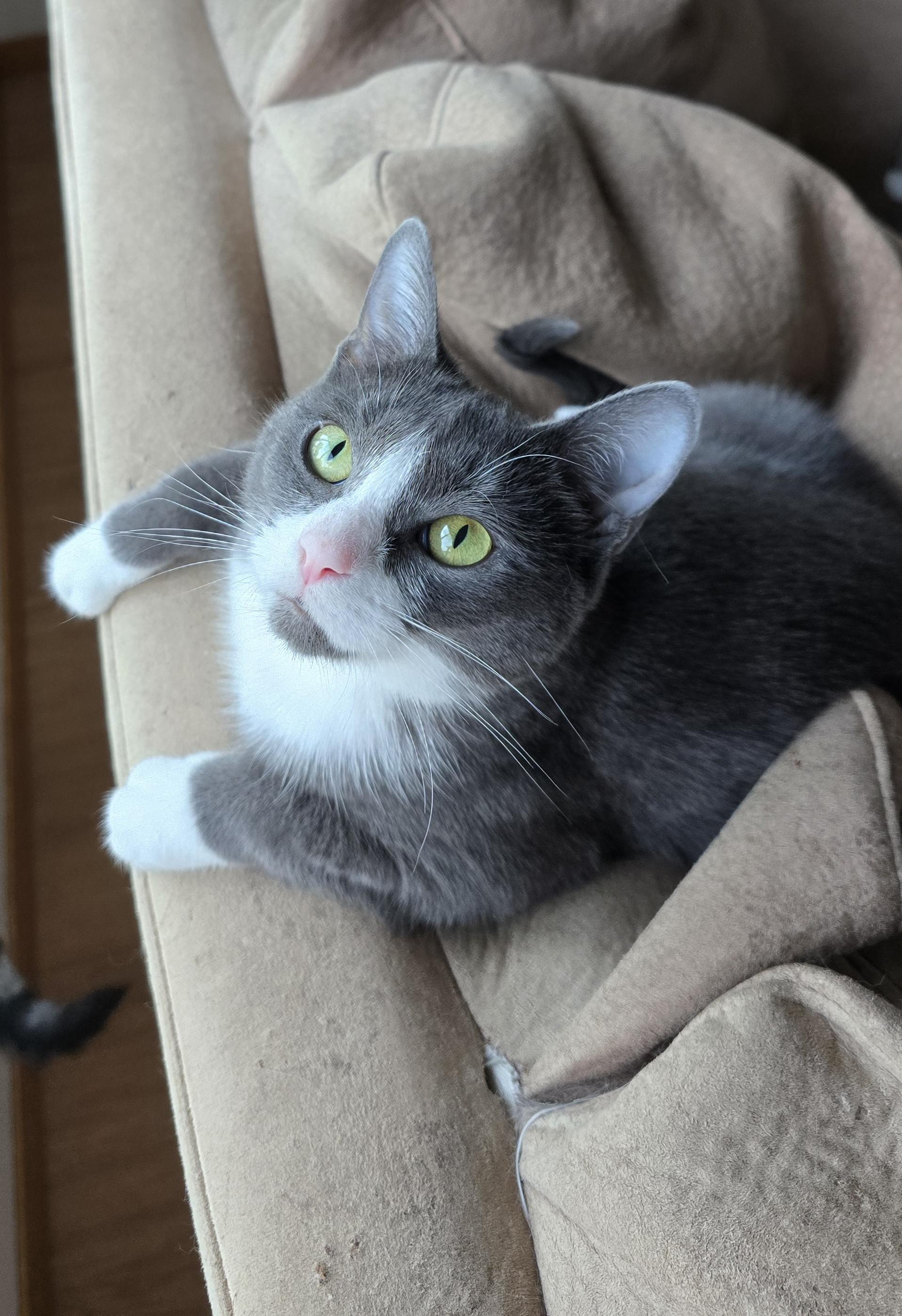 Enlarge Fifi, a ADOPTABLE Domestic Short Hair in Fargo, ND image 1/5