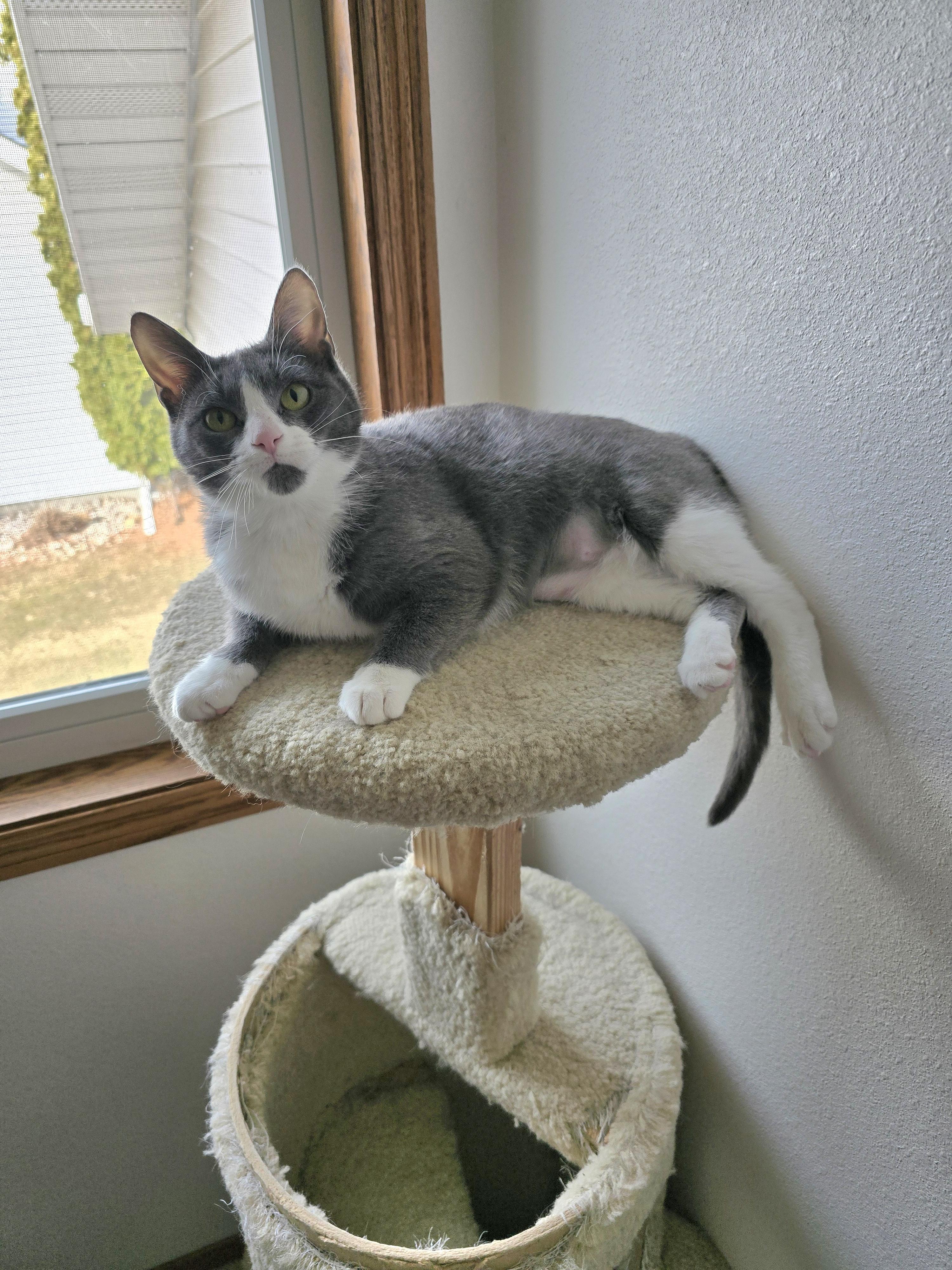 Enlarge Fifi, a ADOPTABLE Domestic Short Hair in Fargo, ND image 3/4