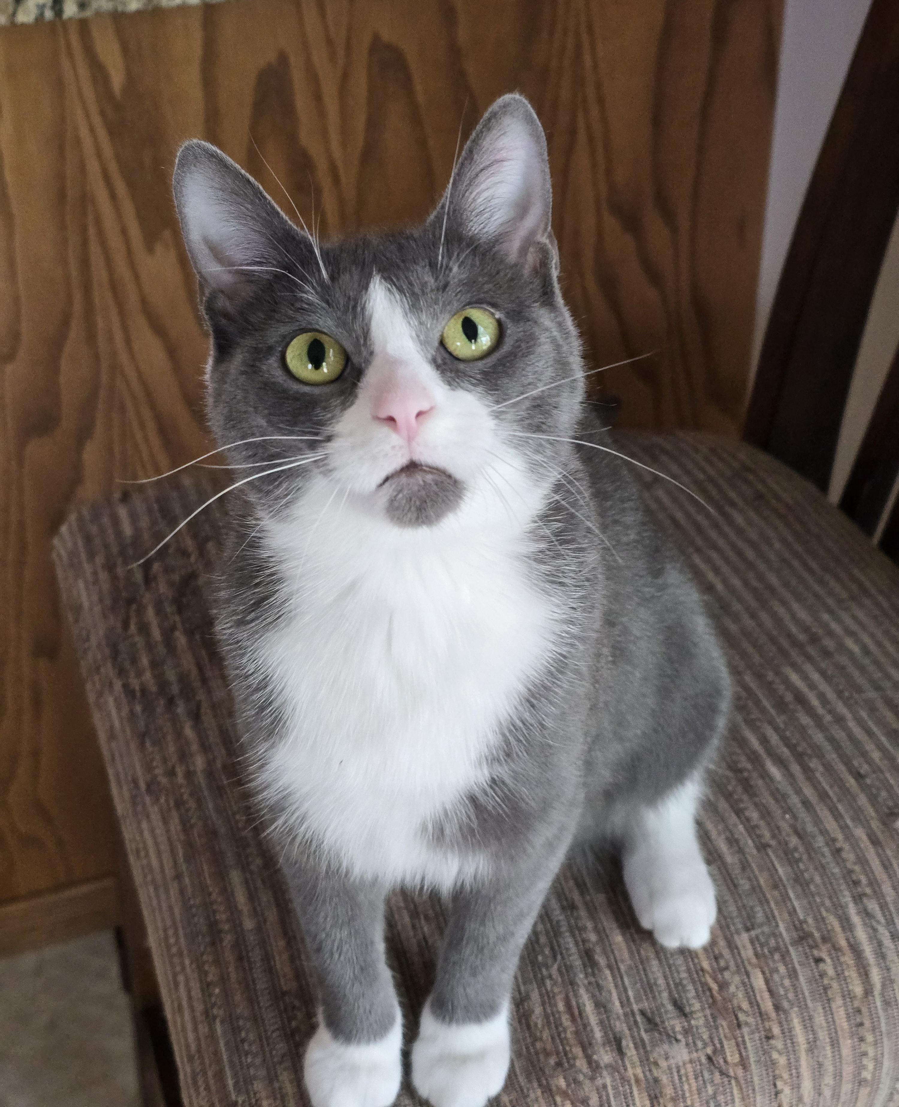 Enlarge Fifi, a ADOPTABLE Domestic Short Hair in Fargo, ND image 2/4