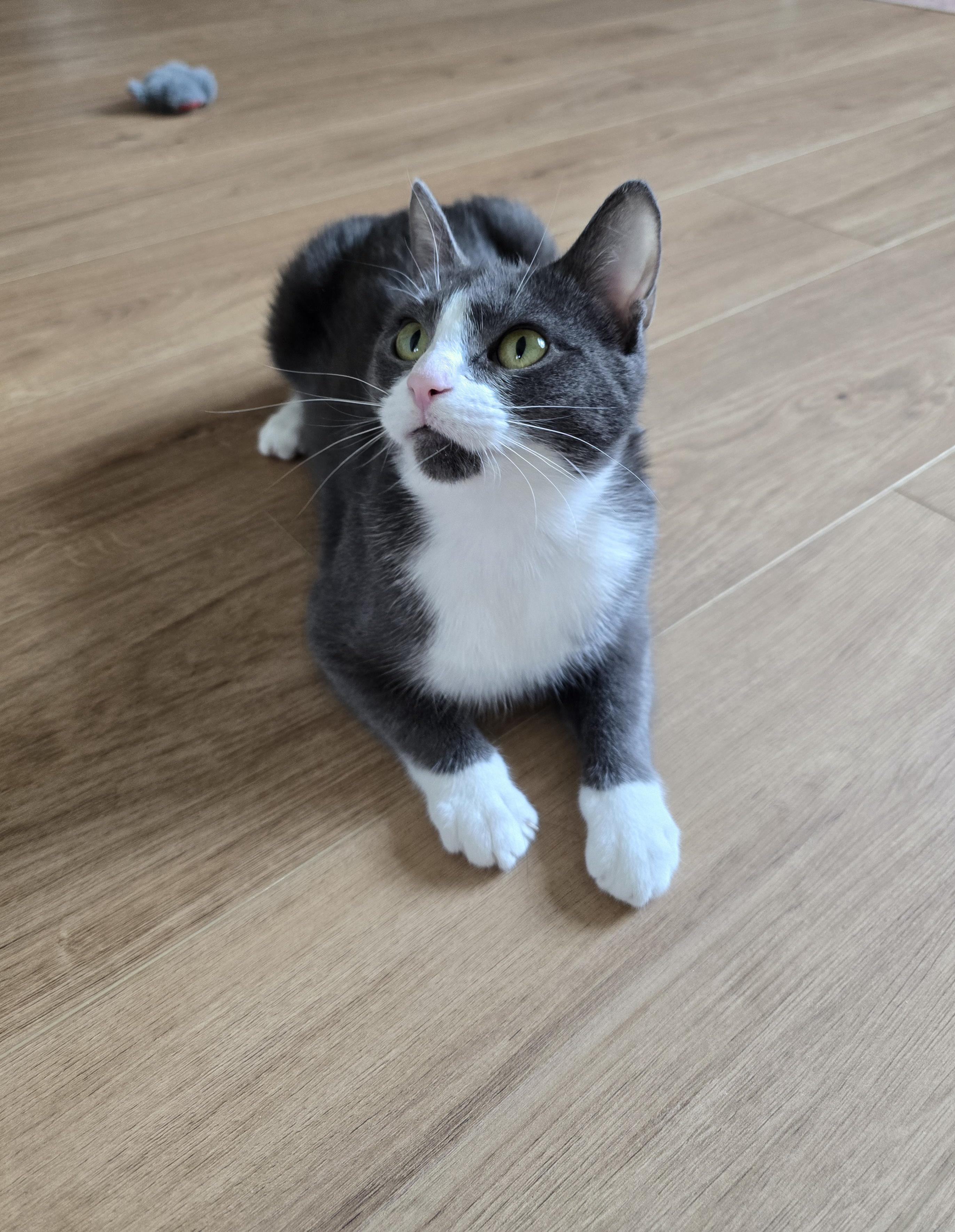 Enlarge Fifi, a ADOPTABLE Domestic Short Hair in Fargo, ND image 1/4