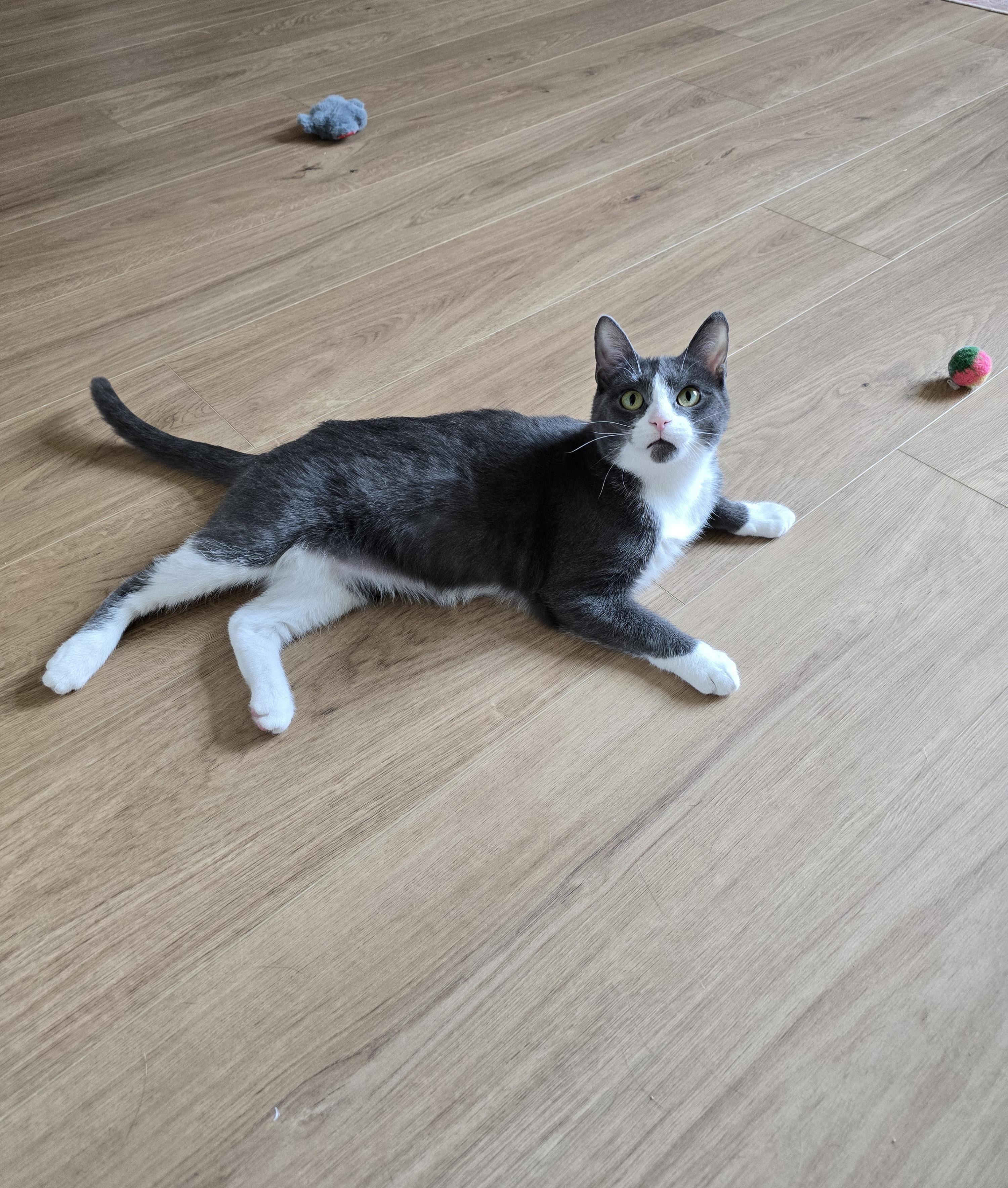 Enlarge Fifi, a ADOPTABLE Domestic Short Hair in Fargo, ND image 3/4