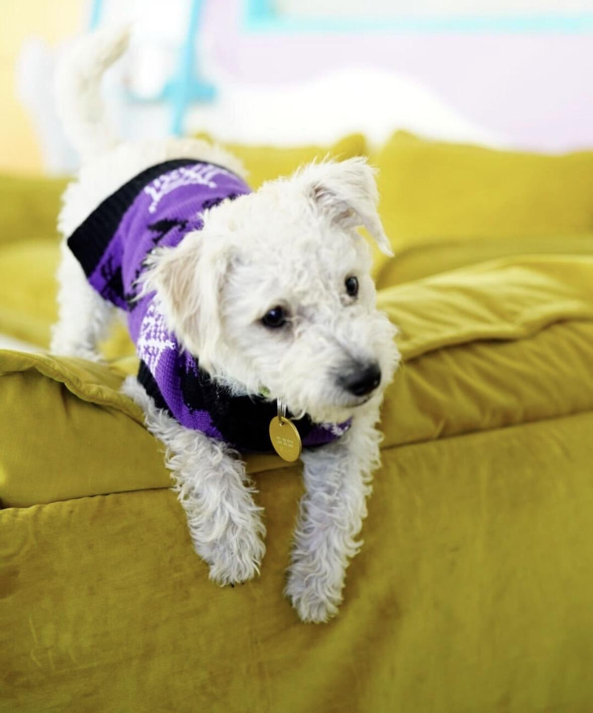 Enlarge Rice, a Adopted mixed breed in Pasadena, CA image 5/5
