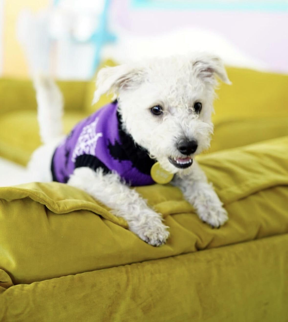 Enlarge Rice, a Adopted mixed breed in Pasadena, CA image 3/5