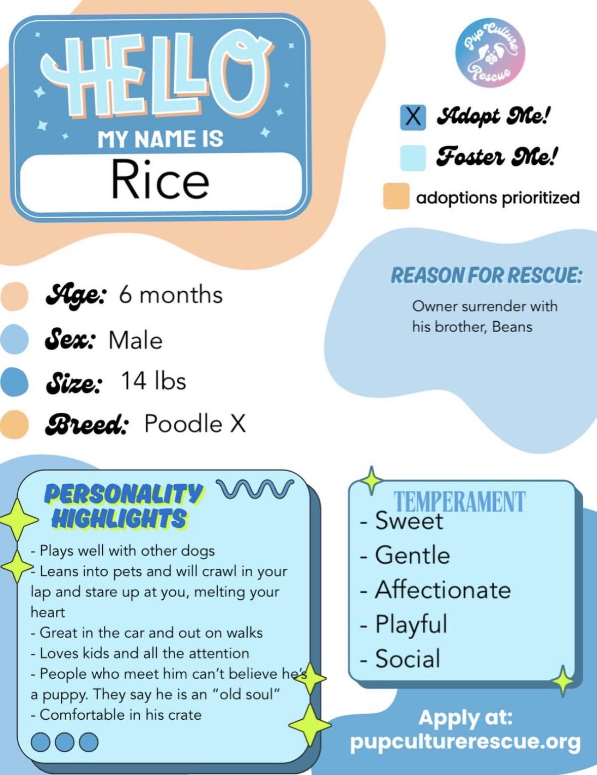 Enlarge Rice, a Adopted mixed breed in Pasadena, CA image 2/5