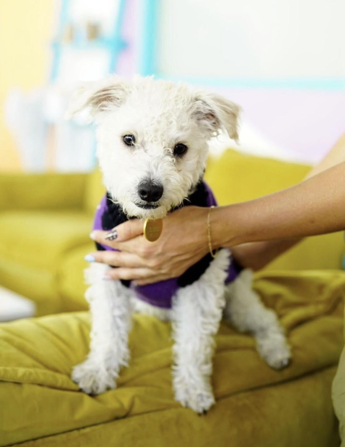 Rice, Adopted, Puppy Male Poodle.