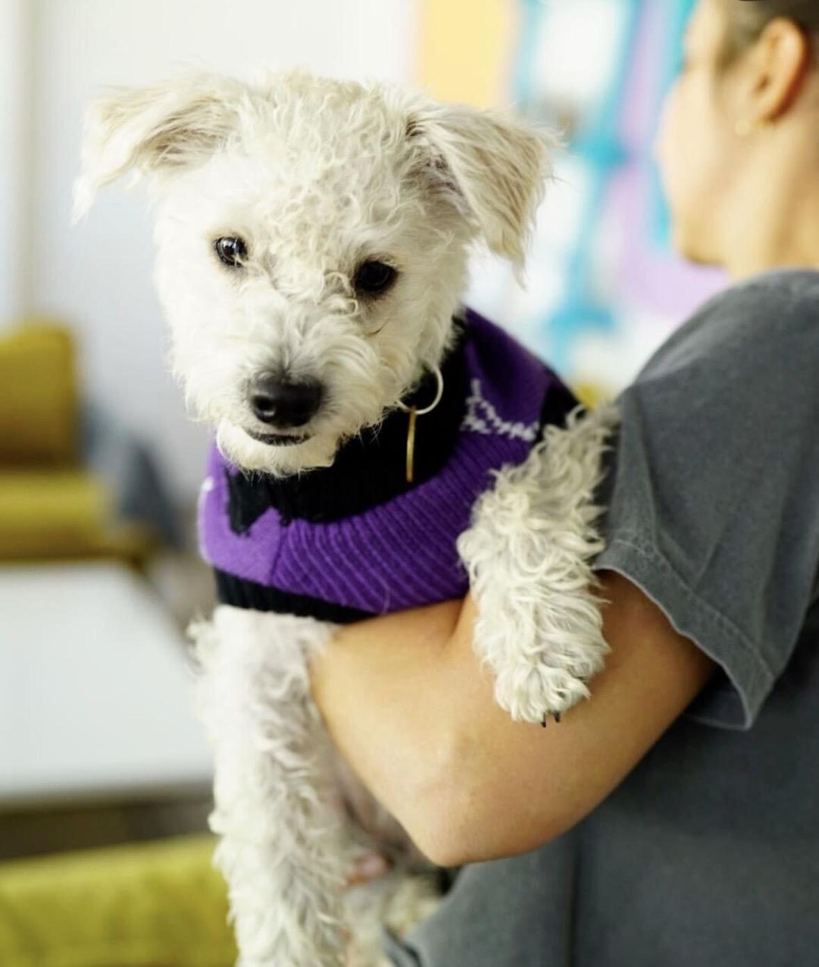 Enlarge Rice, a Adopted mixed breed in Pasadena, CA image 4/5