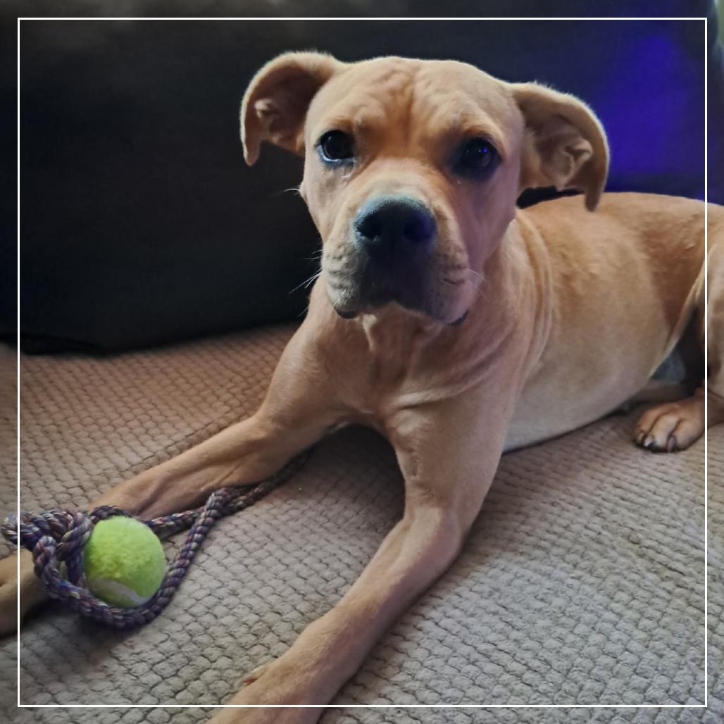 Dixie, a Adoptable mixed breed in Little Rock, AR image 1/3