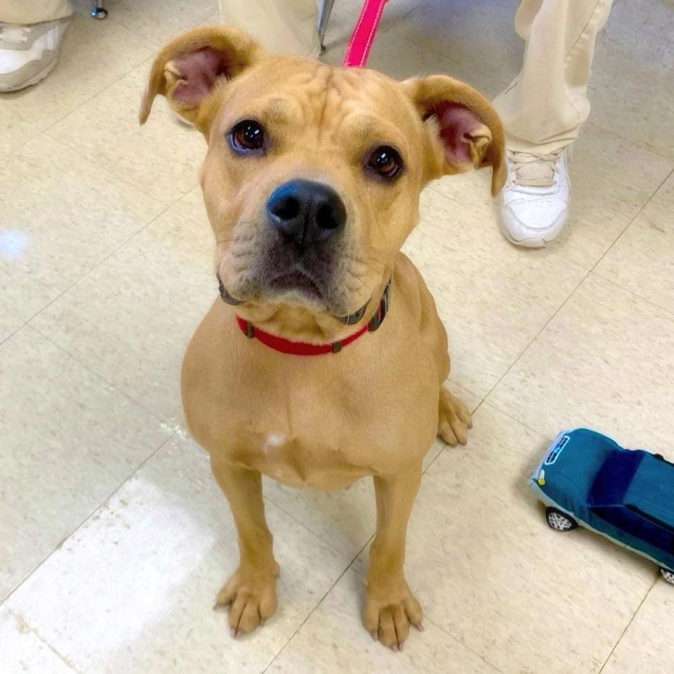 Dixie, a Adoptable mixed breed in Little Rock, AR image 3/3