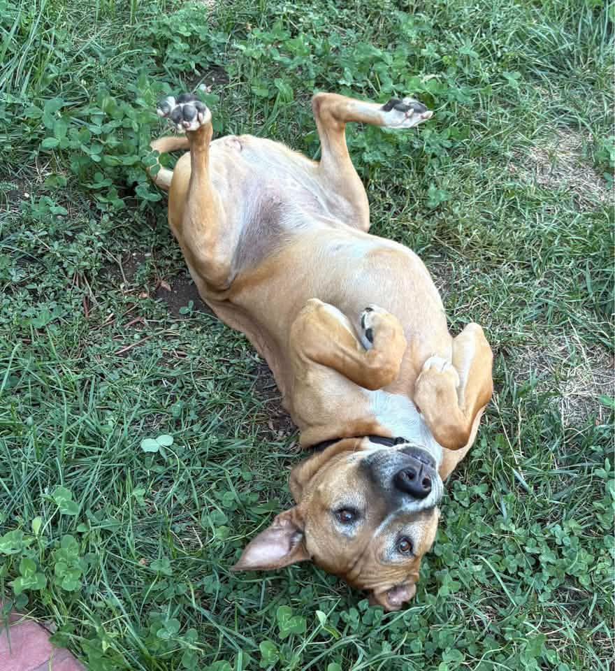 Enlarge Tippy, a Adoptable Boxer in Winter Park, CO image 2/3