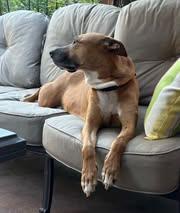Enlarge Tippy, a Adoptable Boxer in Winter Park, CO image 3/3