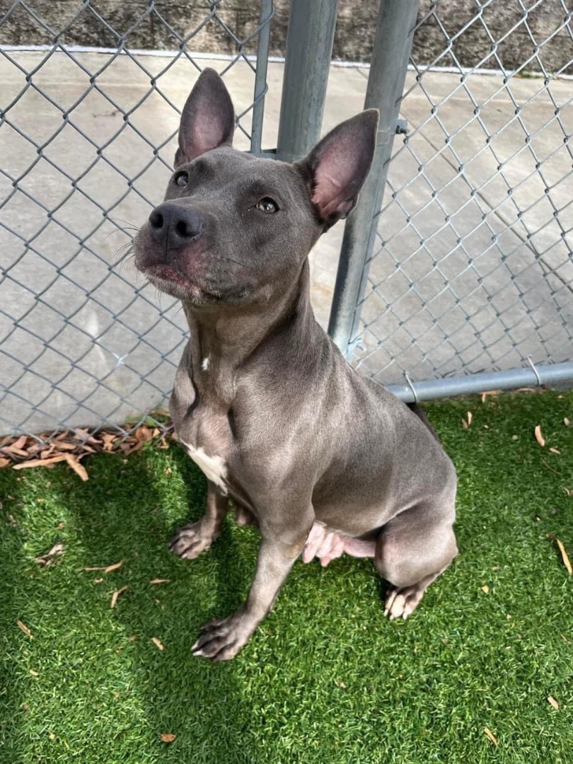 Belle, a Adopted mixed breed in Conway, SC image 1/4