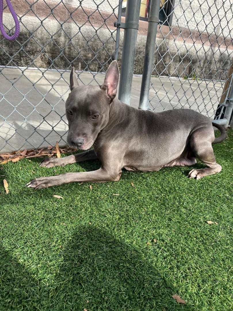 Belle, Adopted, Adult Female Mixed Breed.