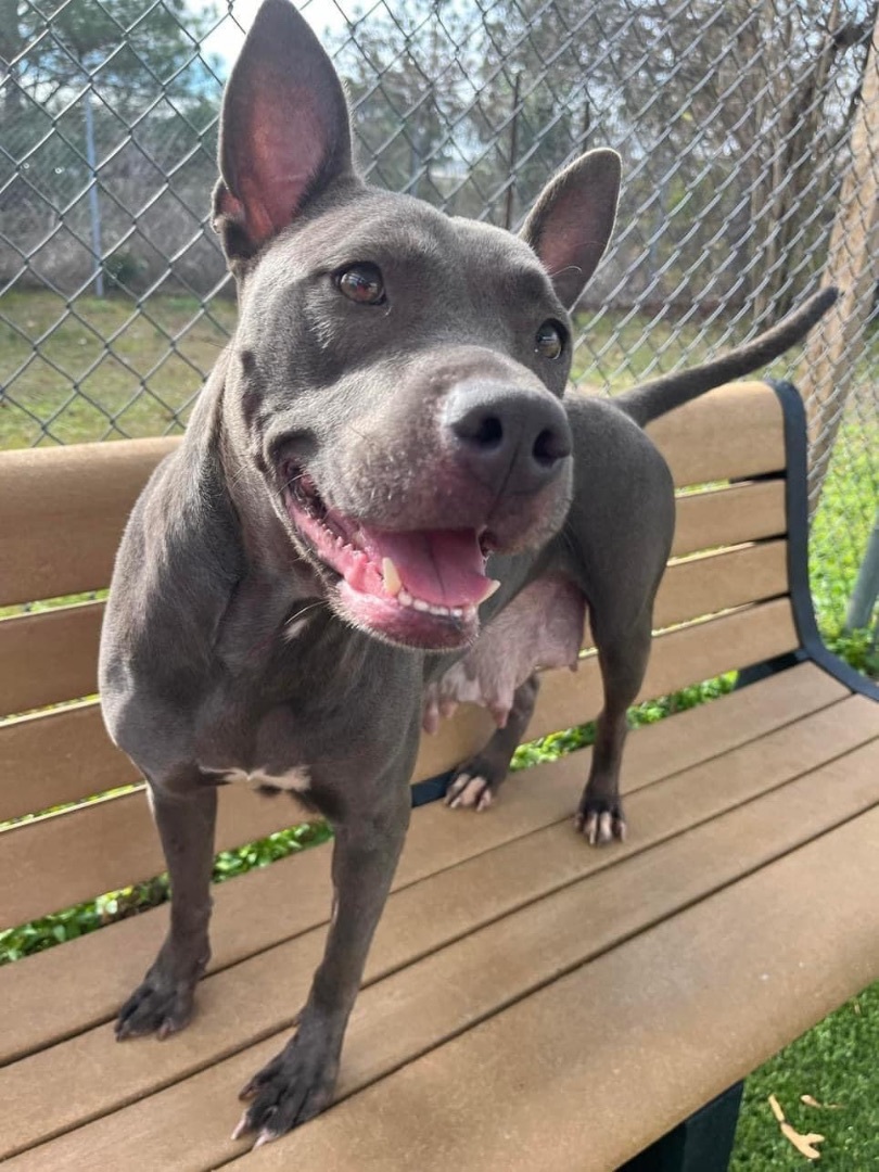 Belle, a Adopted mixed breed in Conway, SC image 3/4