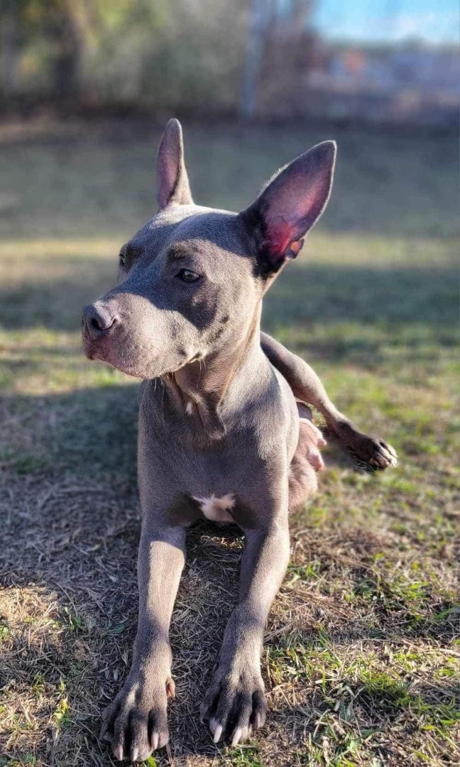 Belle, a Adopted mixed breed in Conway, SC image 4/4