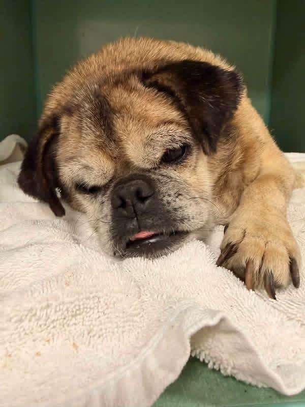 Frank, Adoptable, Senior Male Pug & Beagle.