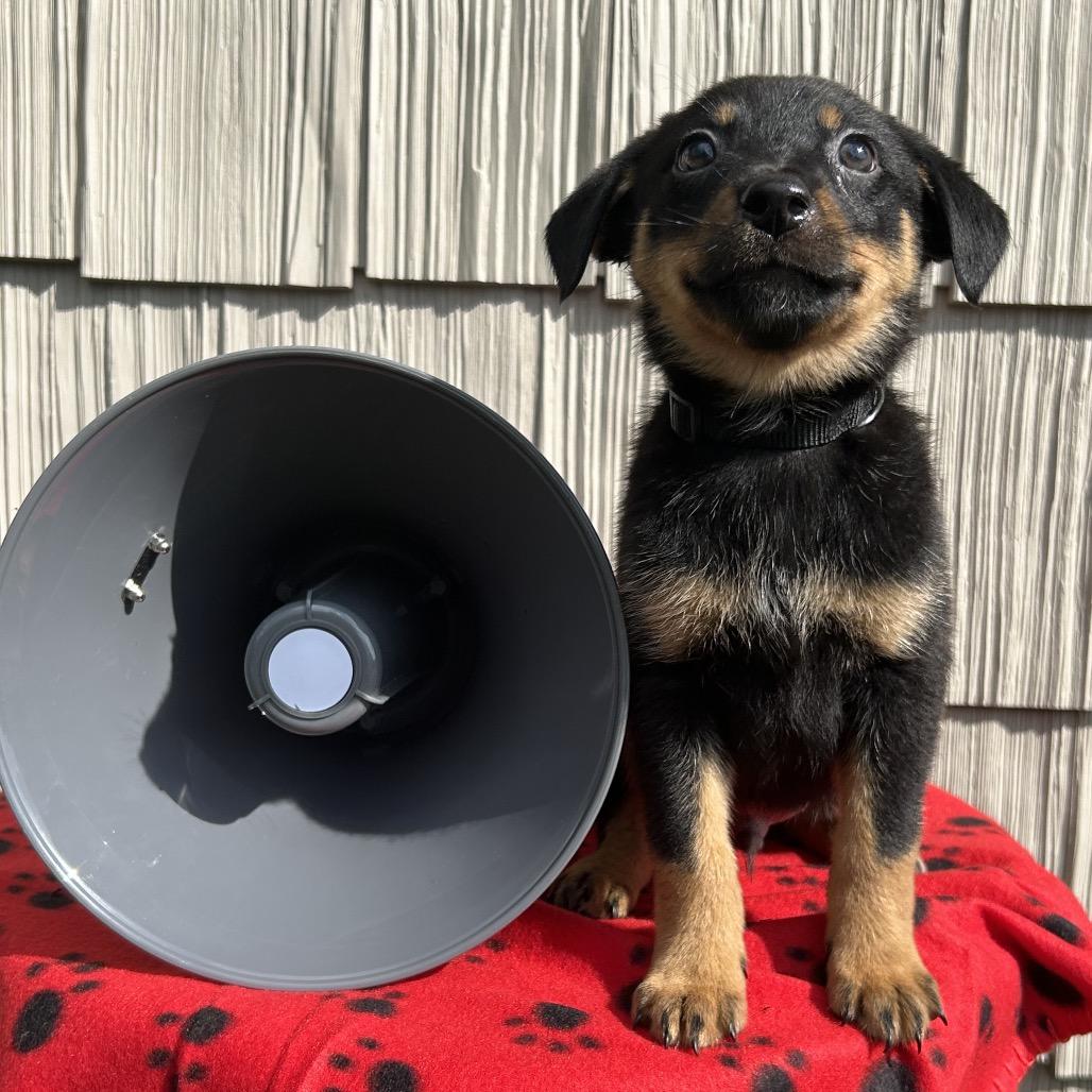 Jackhammer, Adoptable, Puppy Male Australian Shepherd & Mixed Breed.