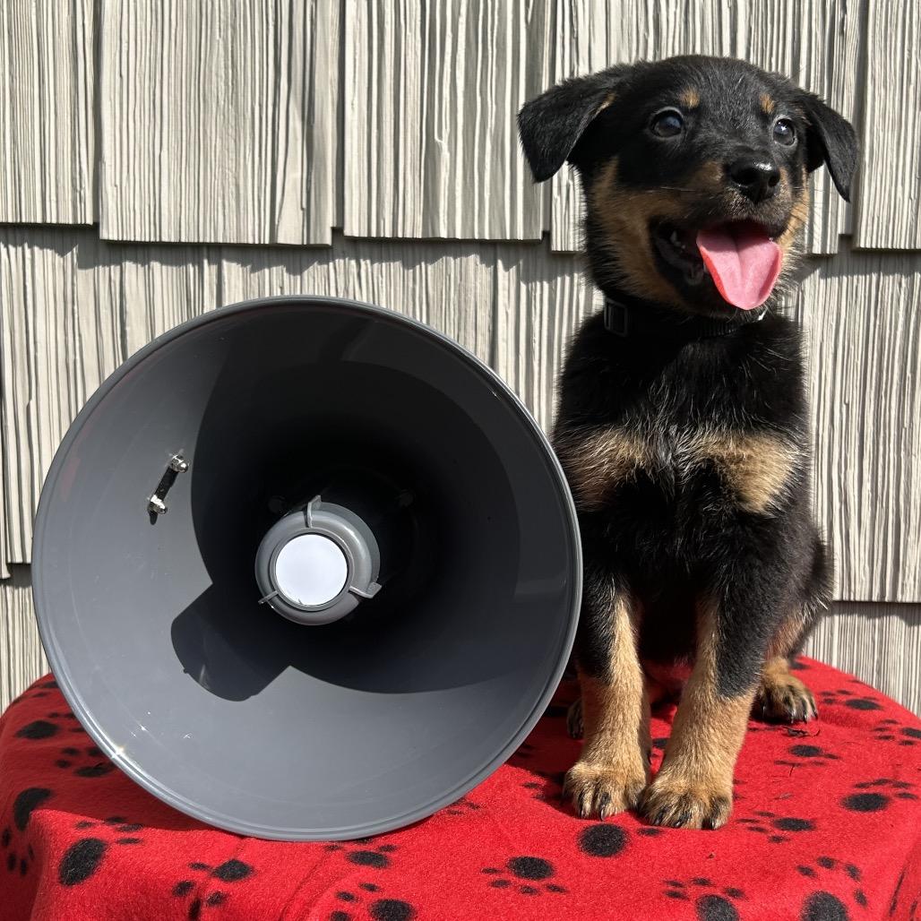 Enlarge Jackhammer, a Adoptable mixed breed in Cincinnati, OH image 2/6