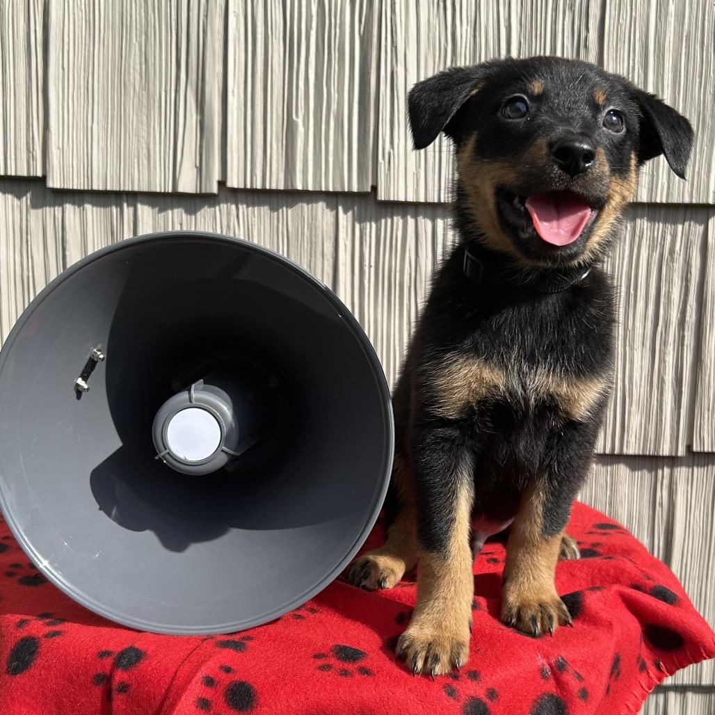 Enlarge Jackhammer, a Adoptable mixed breed in Cincinnati, OH image 3/6
