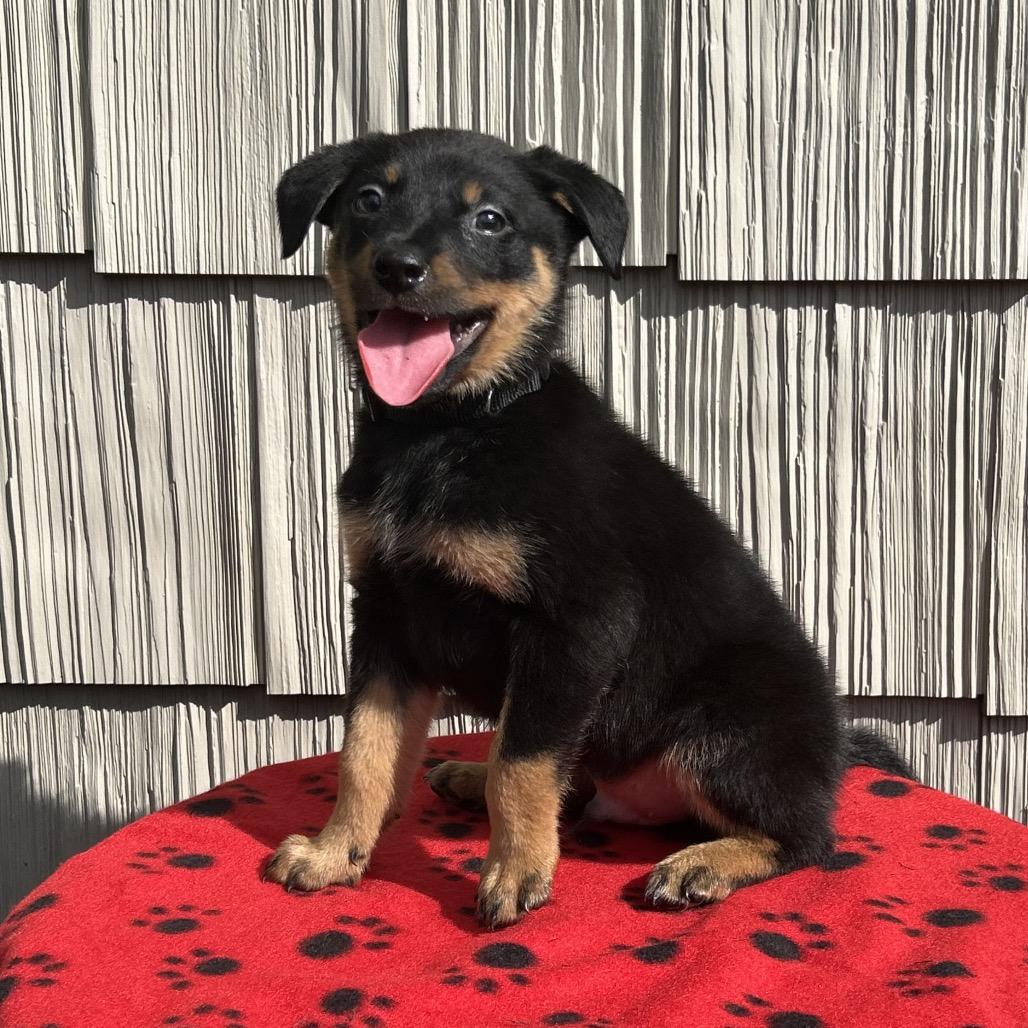Enlarge Jackhammer, a Adoptable mixed breed in Cincinnati, OH image 4/6