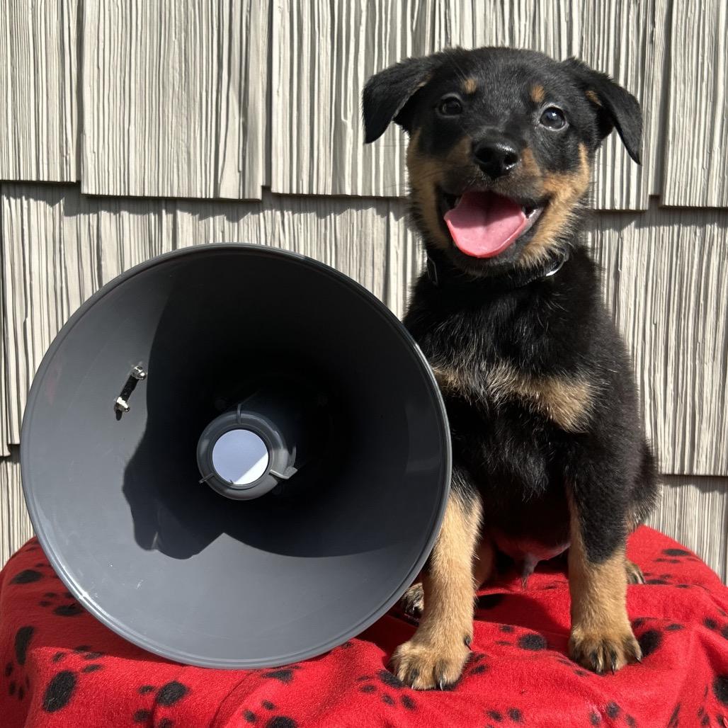 Enlarge Jackhammer, a Adoptable mixed breed in Cincinnati, OH image 5/6