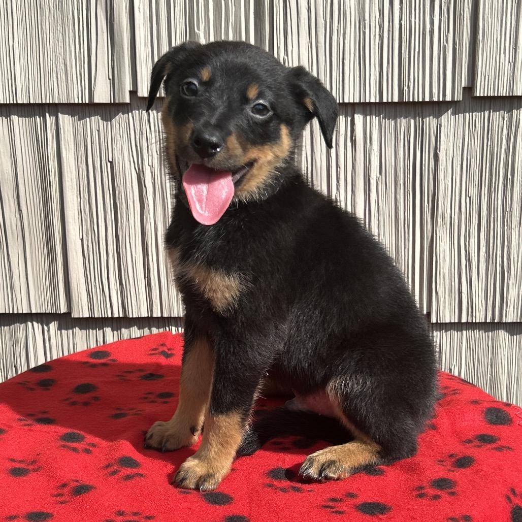 Enlarge Jackhammer, a Adoptable mixed breed in Cincinnati, OH image 6/6