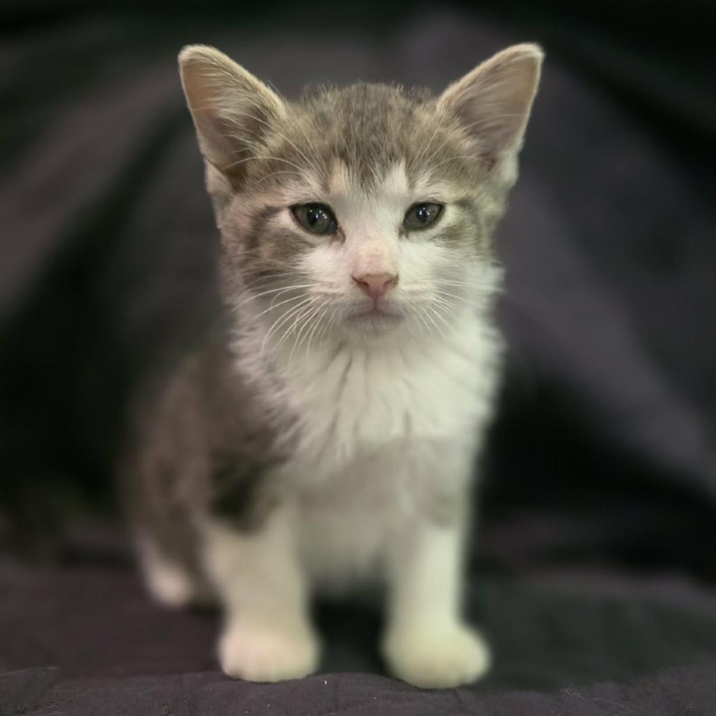 Enlarge Fred, a Adoptable Domestic Short Hair in Coralville, IA image 1/4