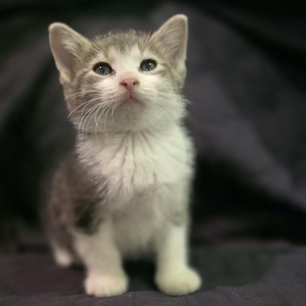 Enlarge Fred, a Adoptable Domestic Short Hair in Coralville, IA image 2/4