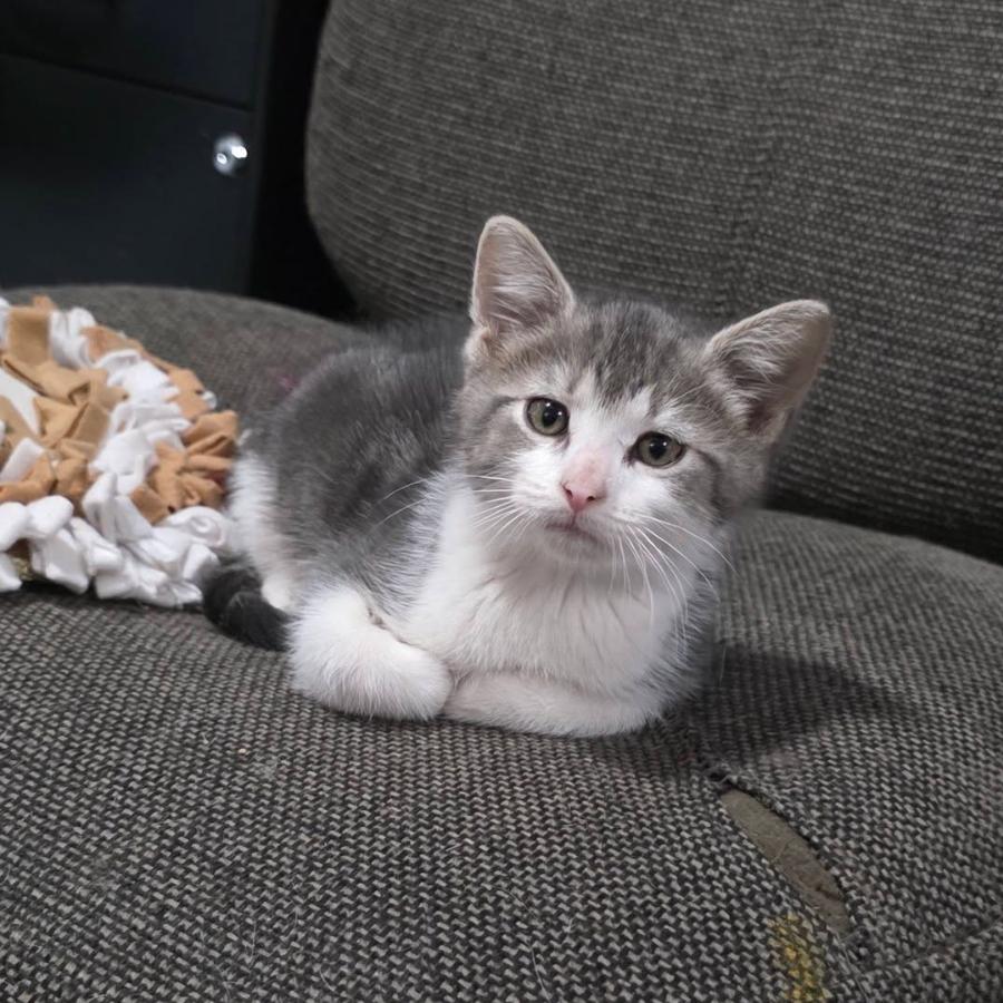 Enlarge Fred, a Adoptable Domestic Short Hair in Coralville, IA image 4/4