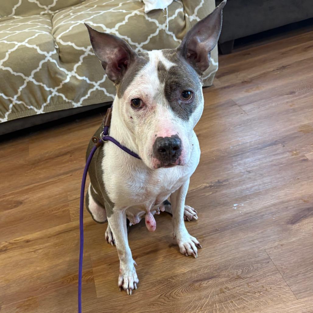 Enlarge Sisu, a Adoptable mixed breed in Easton, PA image 1/5