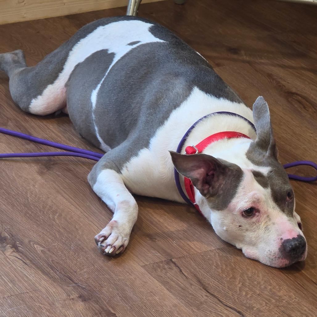 Enlarge Sisu, a Adoptable mixed breed in Easton, PA image 2/5