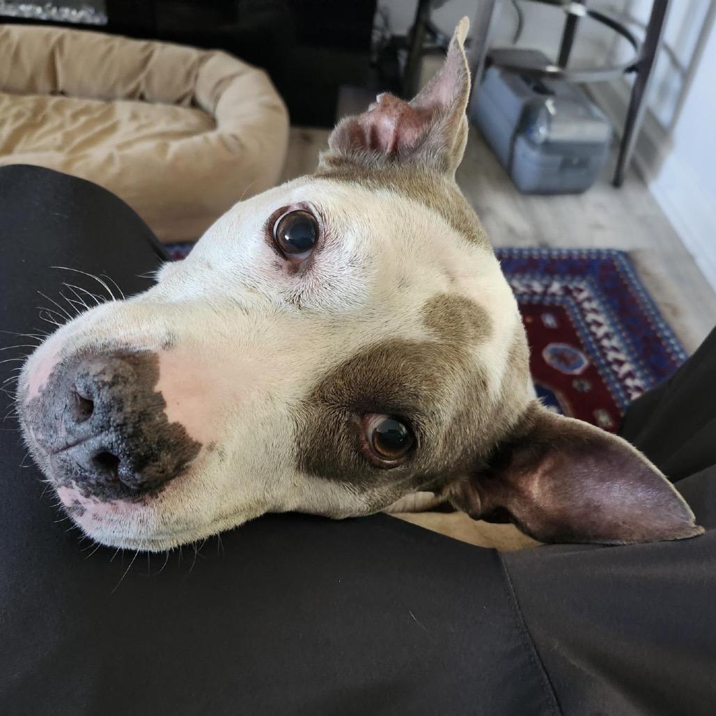 Enlarge Sisu, a Adoptable mixed breed in Easton, PA image 2/5