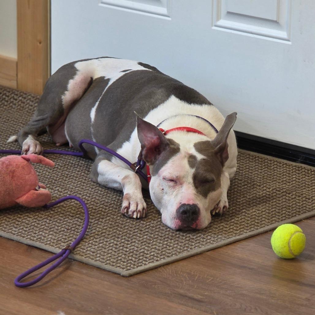 Enlarge Sisu, a Adoptable mixed breed in Easton, PA image 3/5