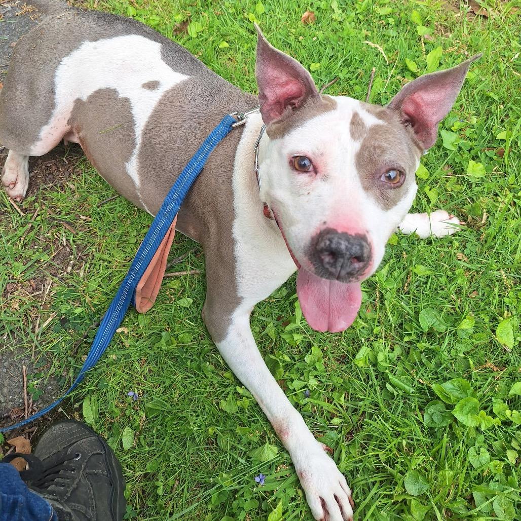 Enlarge Sisu, a Adoptable mixed breed in Easton, PA image 5/5