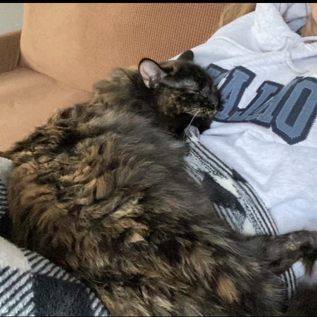 Sawyer- Courtesy Listed, a Adoptable Domestic Long Hair in Midland, MI image 2/6