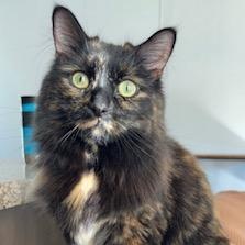 Sawyer- Courtesy Listed, a Adoptable Domestic Long Hair in Midland, MI image 1/6