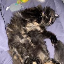 Sawyer- Courtesy Listed, a Adoptable Domestic Long Hair in Midland, MI image 4/6