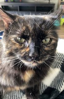 Sawyer- Courtesy Listed