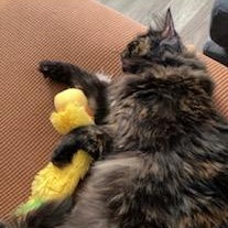 Sawyer- Courtesy Listed, a Adoptable Domestic Long Hair in Midland, MI image 6/6