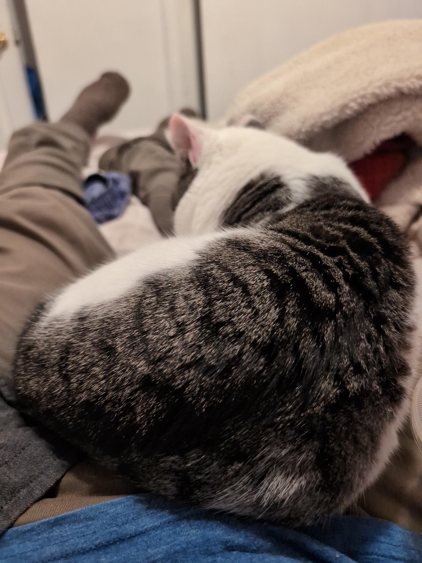 Enlarge Zephyr Ludlow, a ADOPTABLE Domestic Short Hair in Philadelphia, PA image 2/5