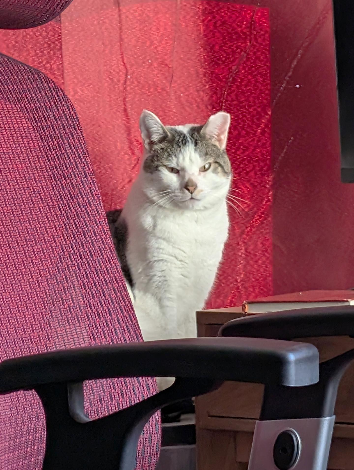 Enlarge Zephyr Ludlow, a ADOPTABLE Domestic Short Hair in Philadelphia, PA image 1/5