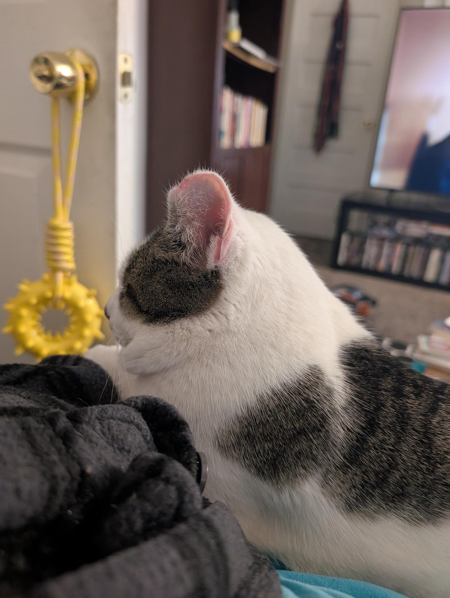 Enlarge Zephyr Ludlow, a ADOPTABLE Domestic Short Hair in Philadelphia, PA image 3/5