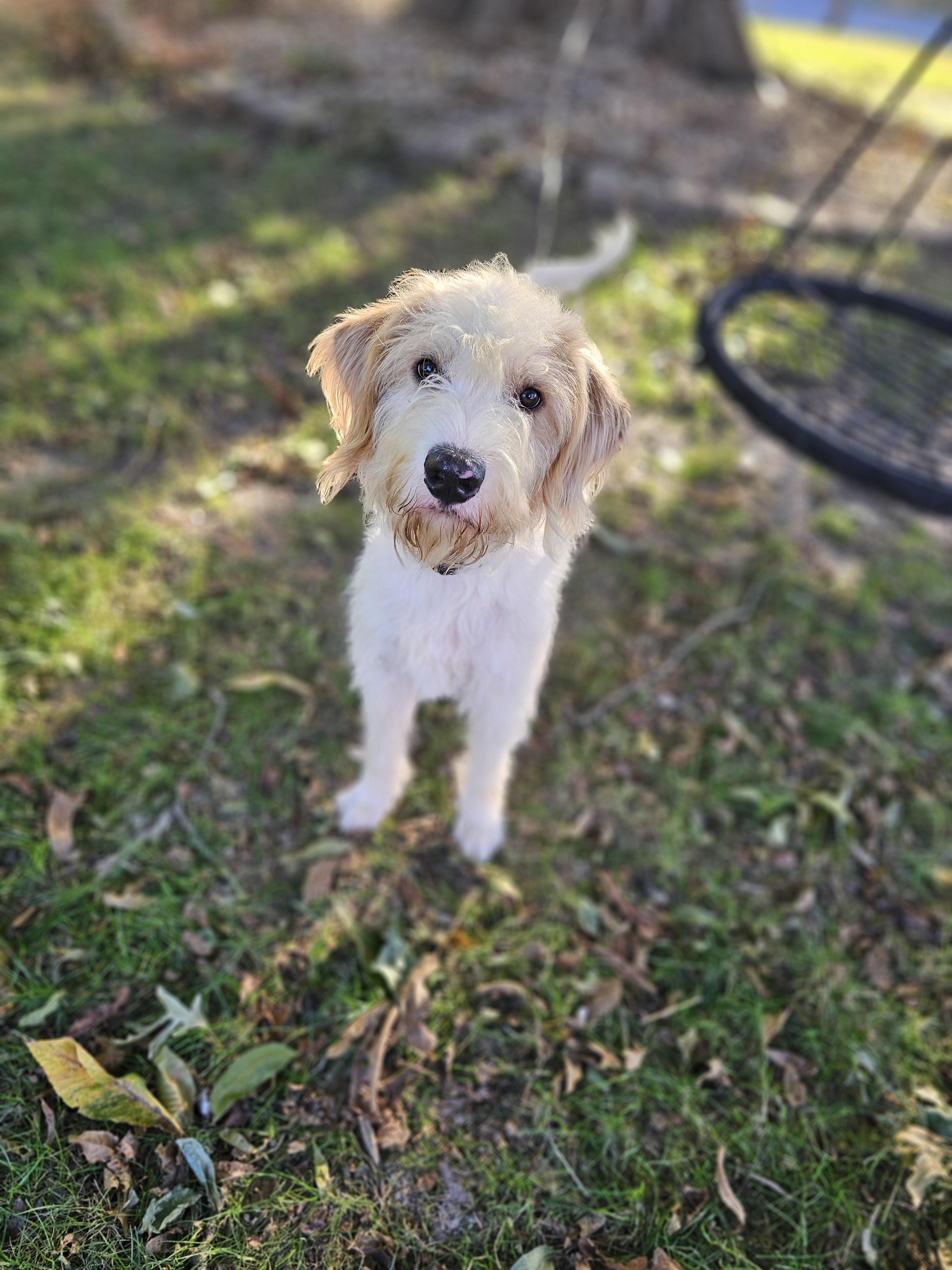 Dude Aka Dibs thumbnail 6