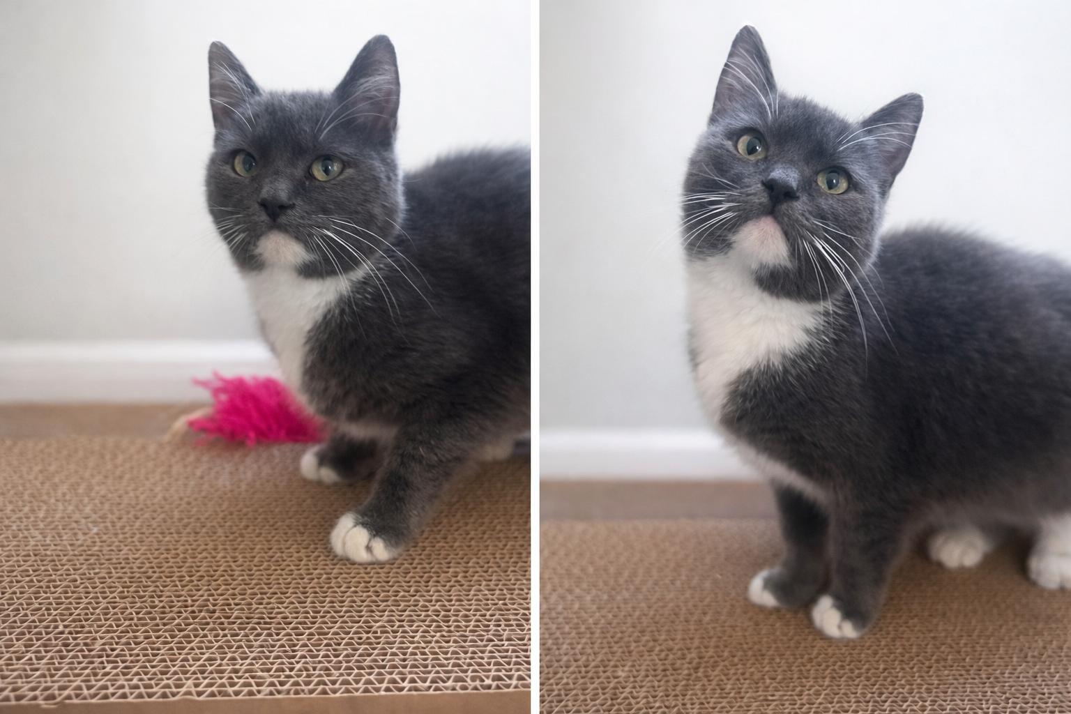 Winnie, Adopted, Young Female Domestic Short Hair.