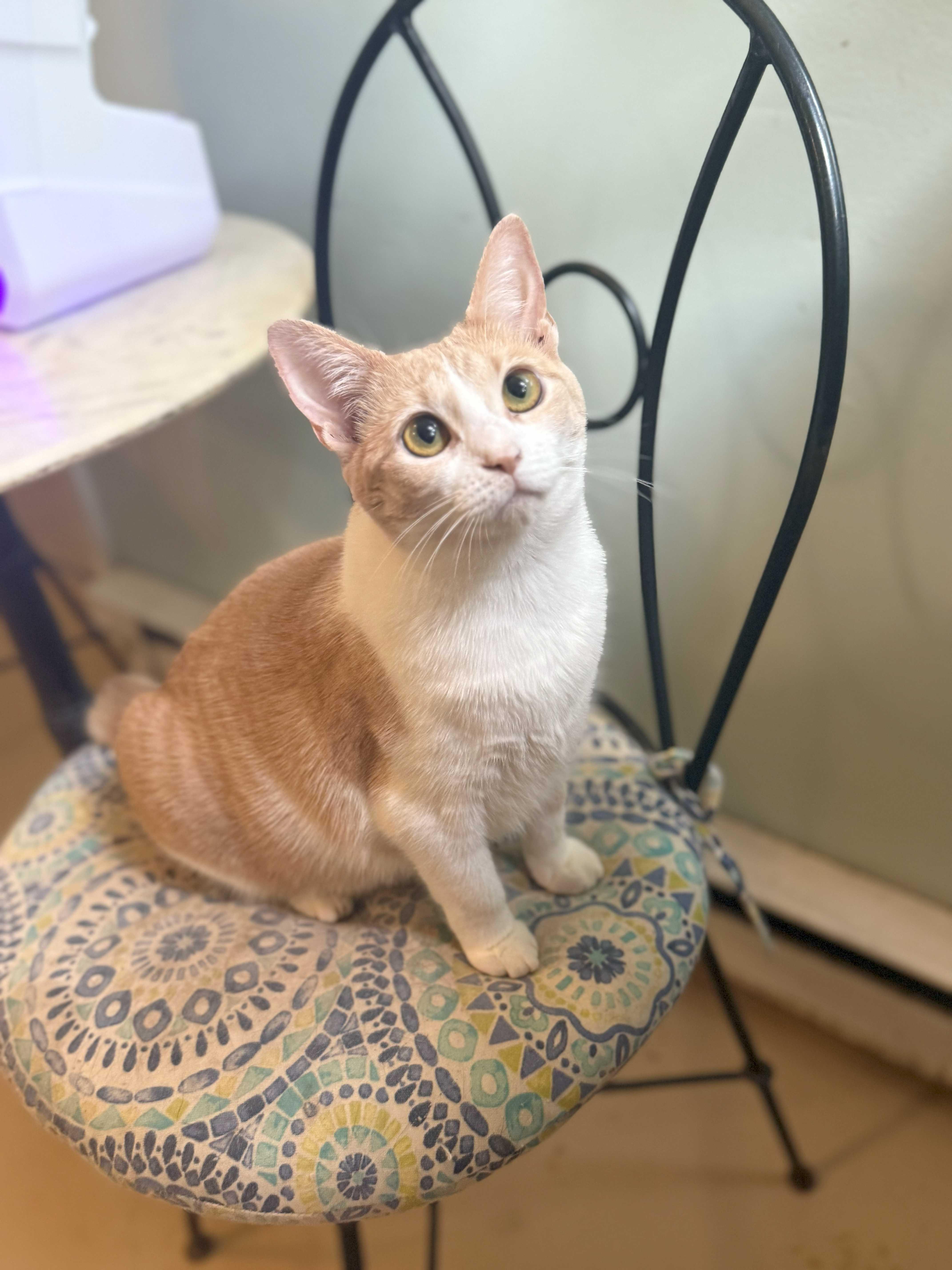 Momo, Adoptable, Adult Female Domestic Short Hair.