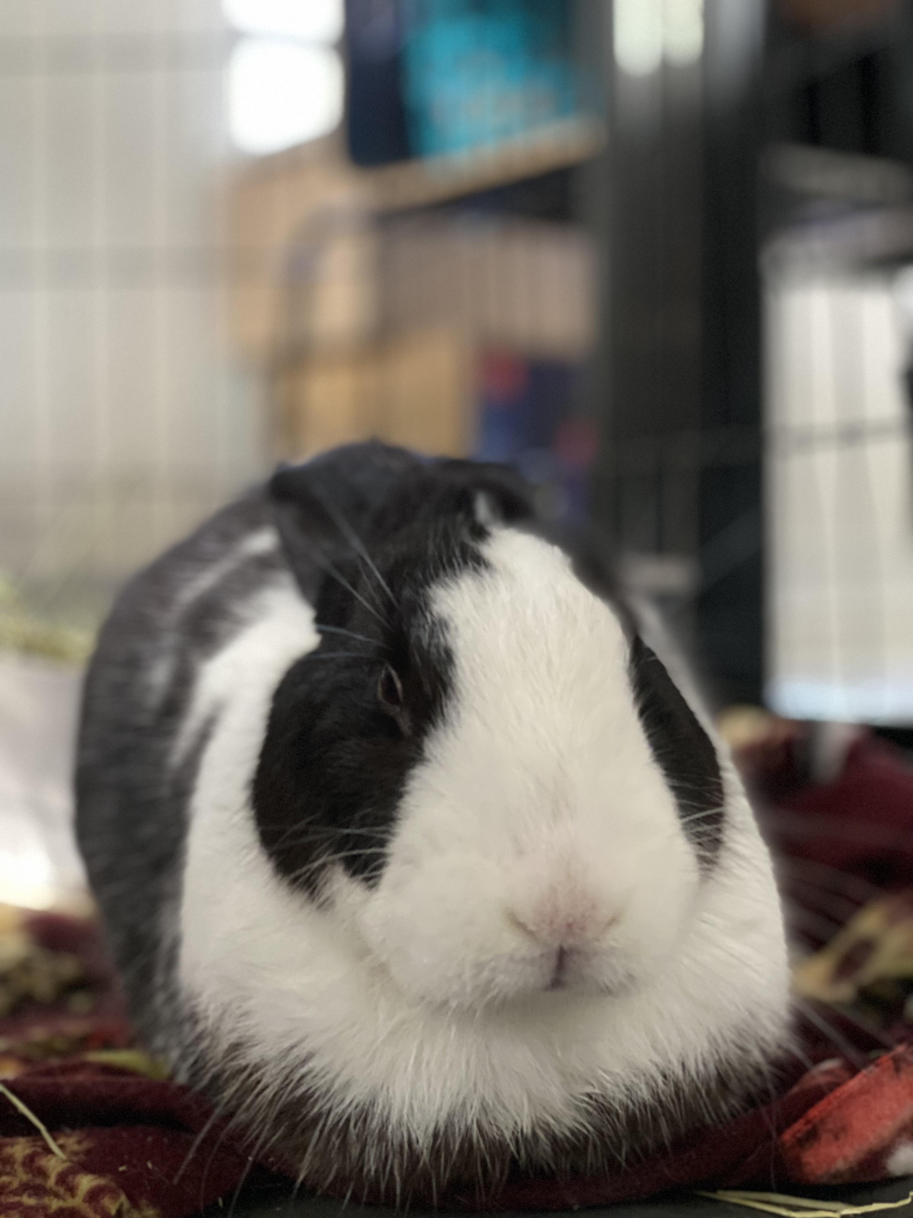 Enlarge Po, a Adoptable Dutch in San Antonio, TX image 3/5