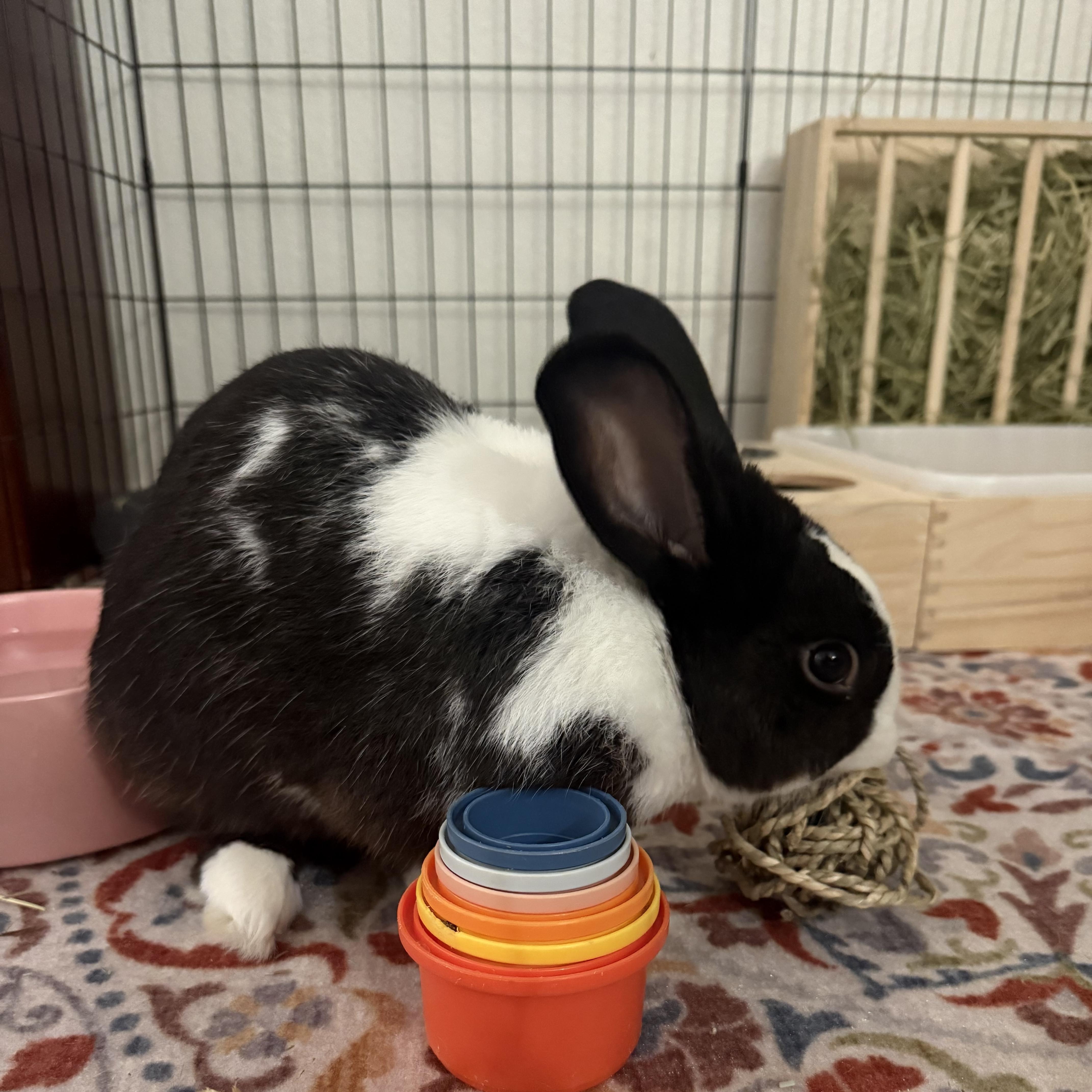 Enlarge Po, a Adoptable Dutch in San Antonio, TX image 2/5